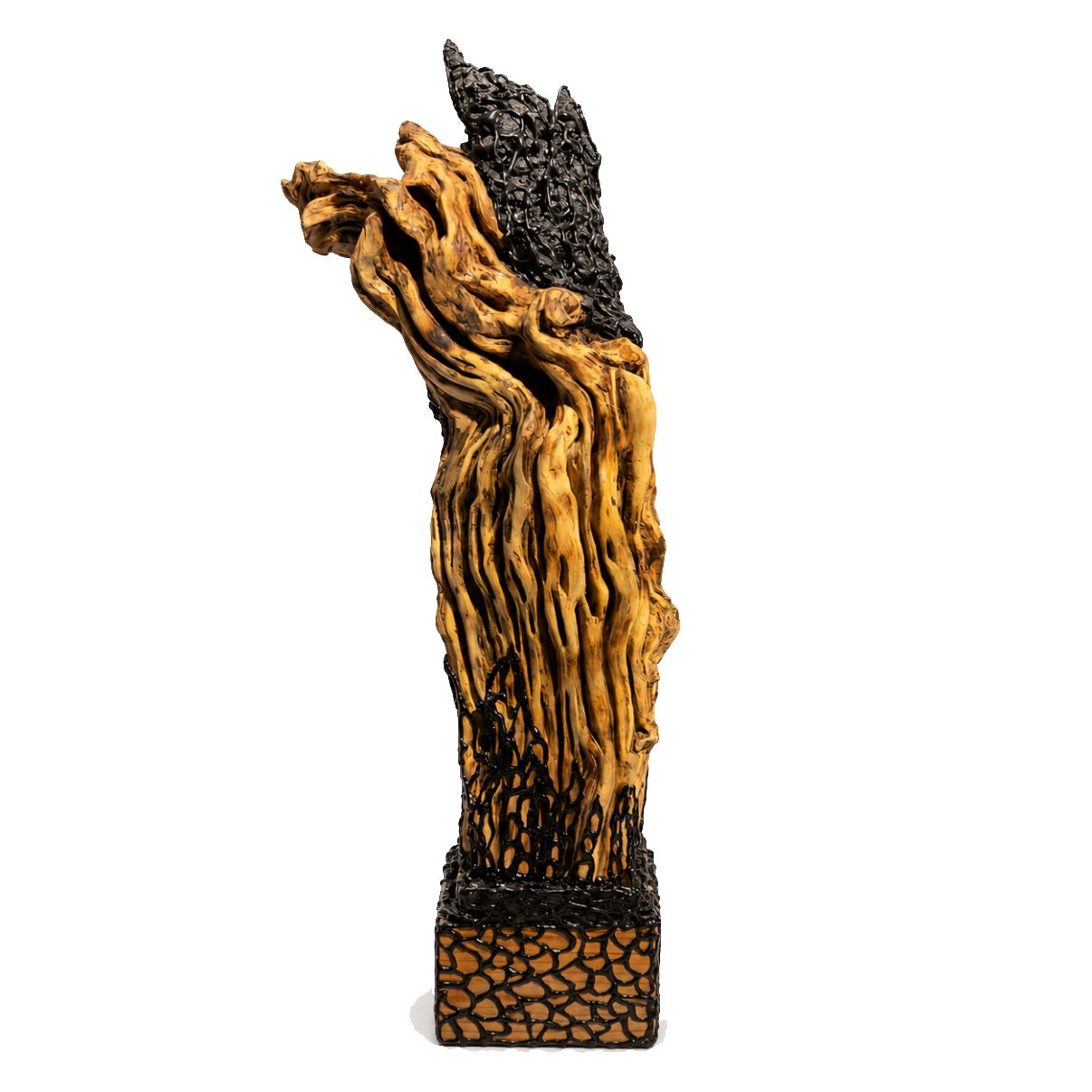 Racine d'Éternité — bois flammé doré couronné de dentelle noire